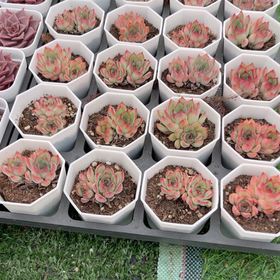 【7双头荷花】20包邮