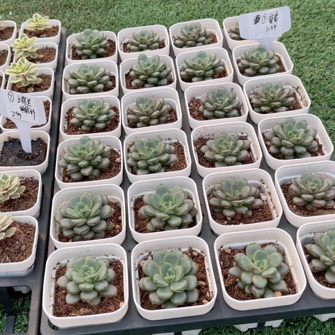 【7葡萄福利】20包邮