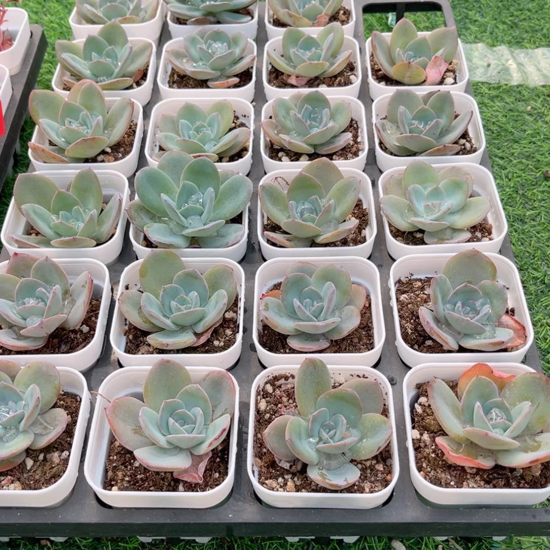 【7布鲁蓝】20包邮