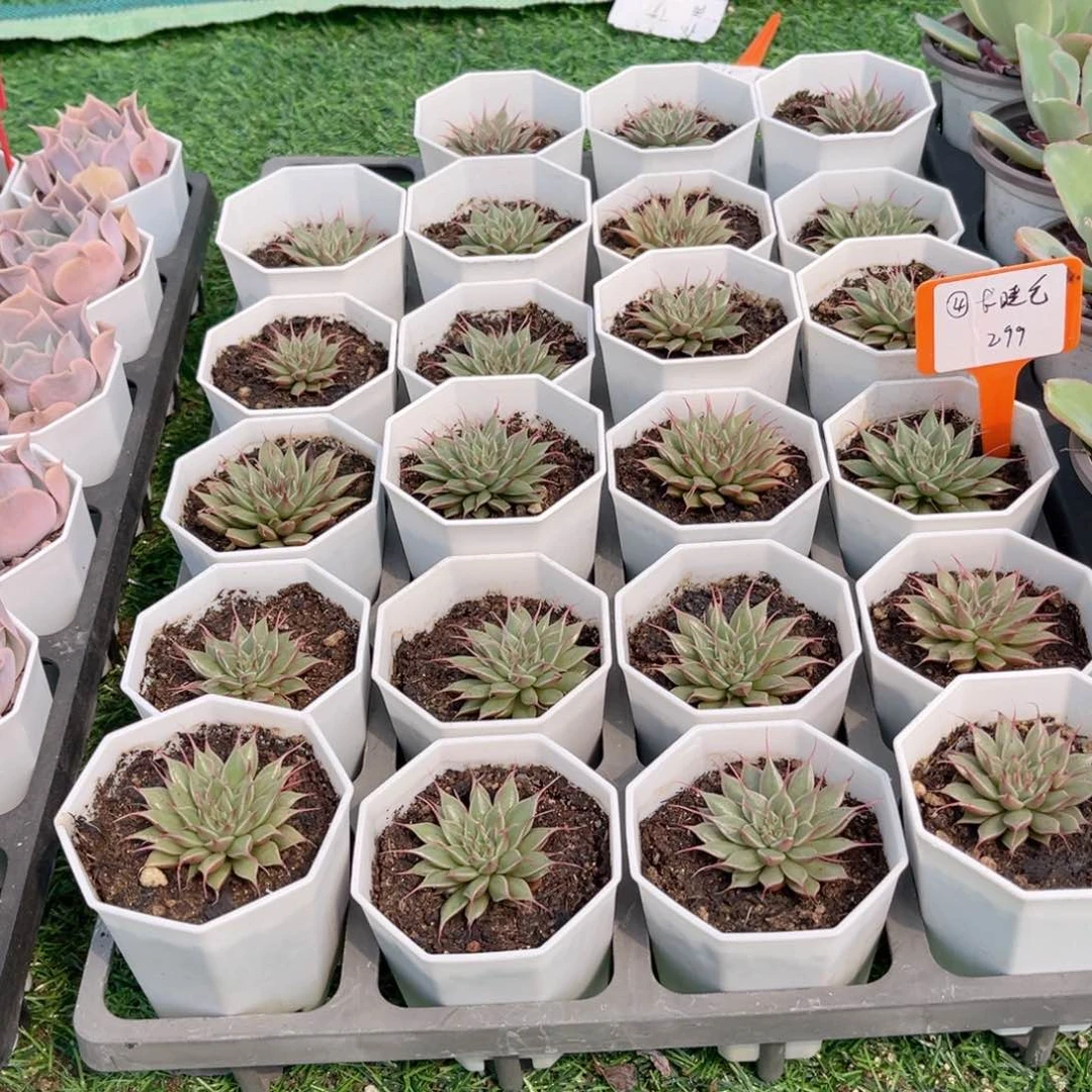 【4长睫毛】20包邮