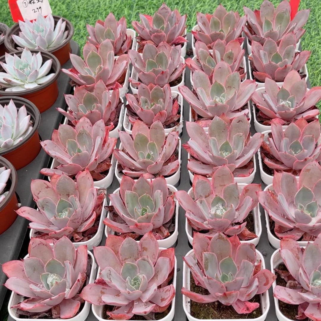 【7单头赫拉】20包邮