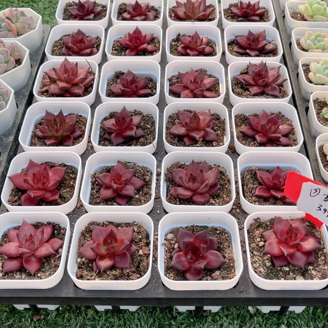 【7罗宾】多肉20包邮