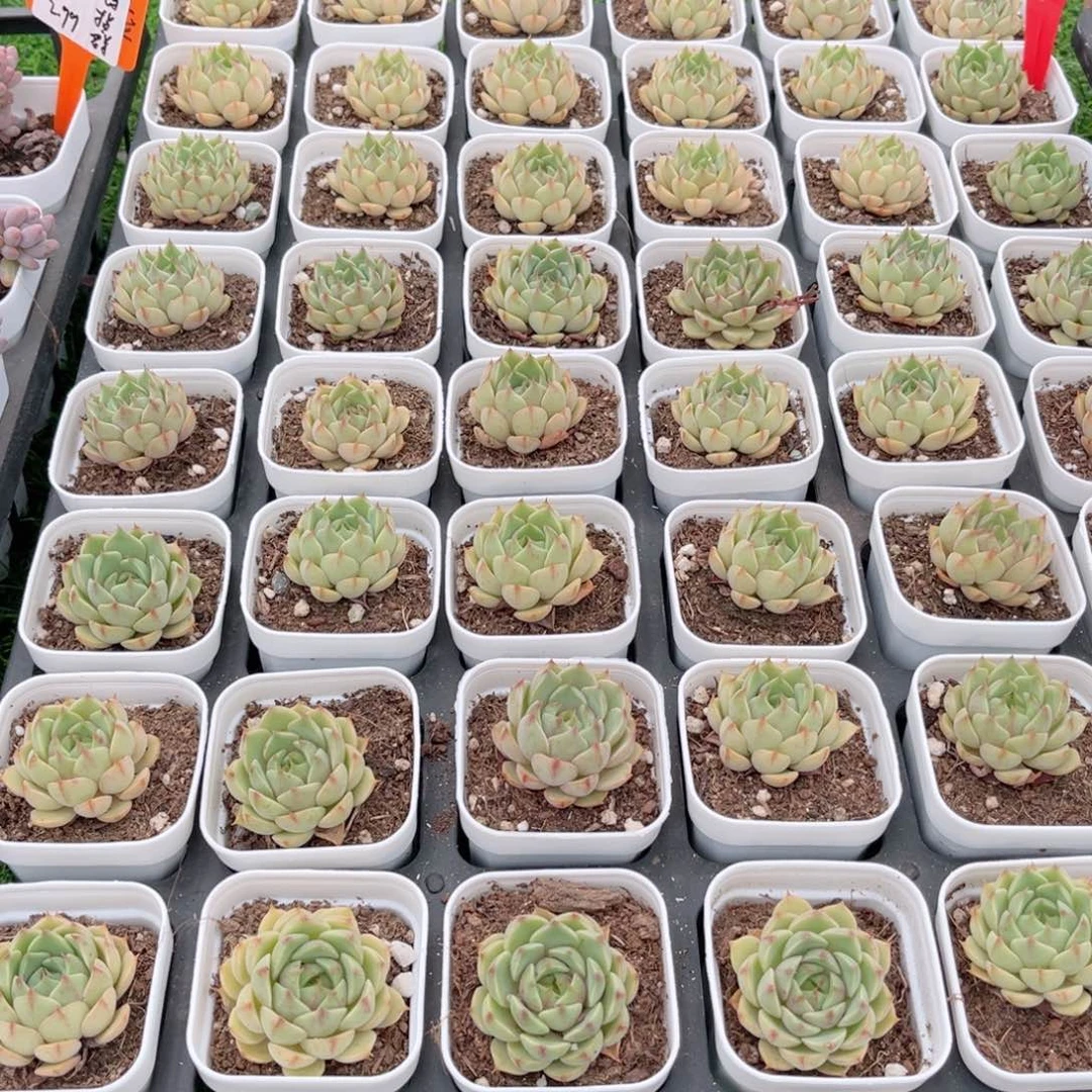 【5笨吧福利2个】20包邮