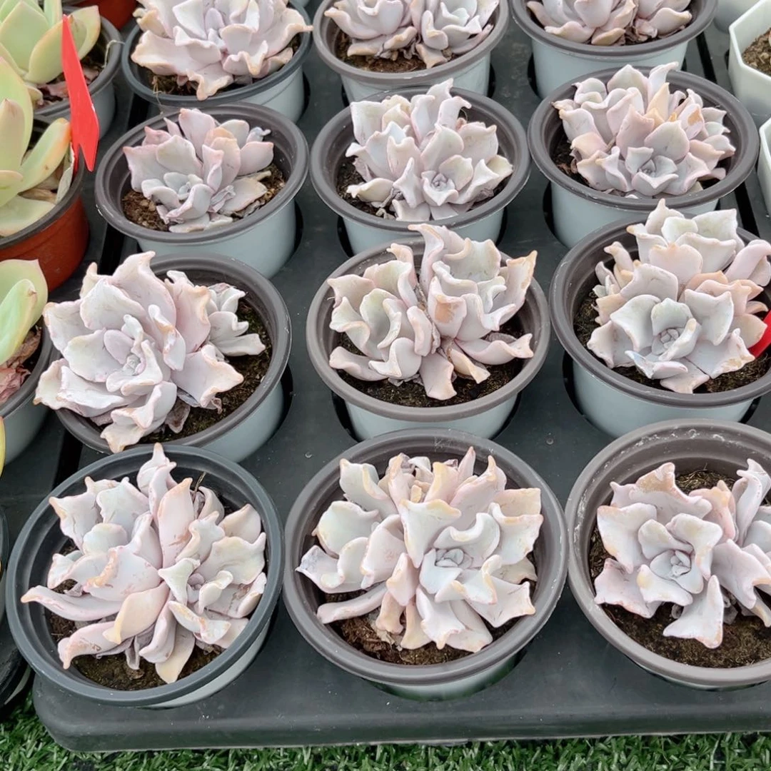 【7芭蕾舞者双头】20包邮多肉