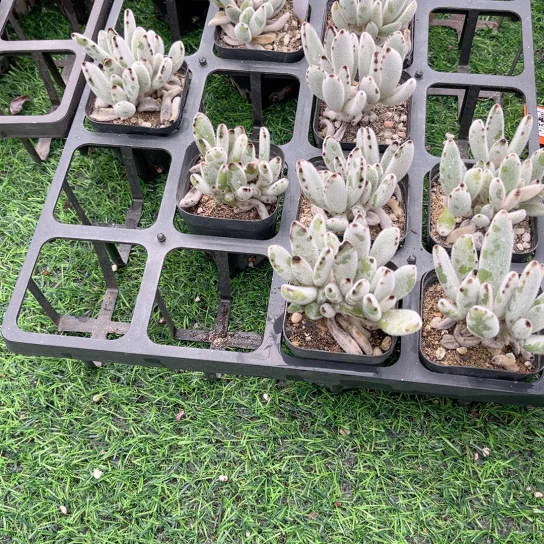 【3白兔耳】20包邮
