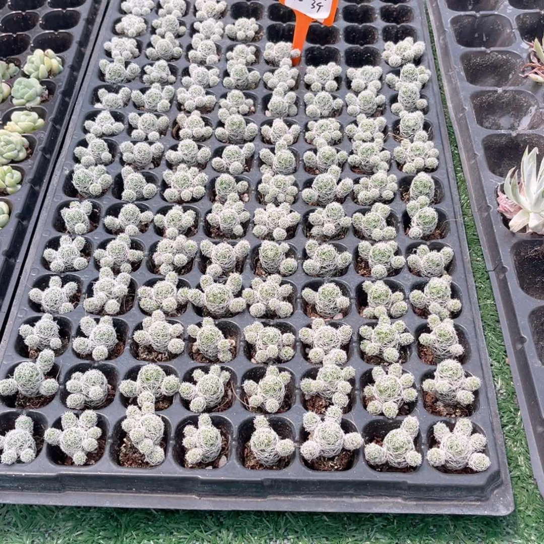 【4白手指穴盘3个】20包邮