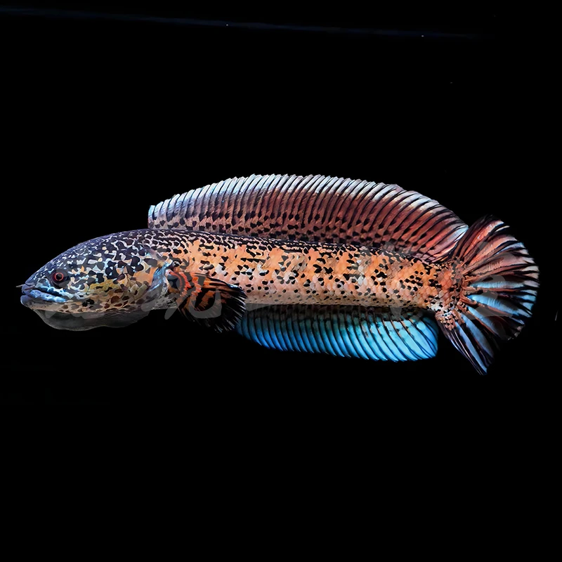 【4-6cm】黄金眼镜蛇雷龙鱼凶猛热带鱼淡水鱼大型雷龙肉食性观赏鱼