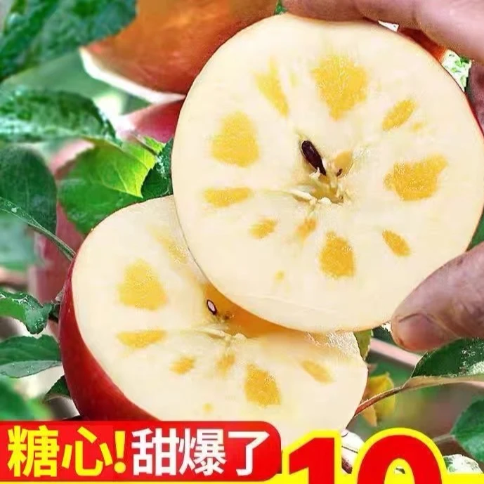 【山西丑苹果】黄土高坡冰糖心苹果新鲜采摘红富士丑苹果产地直发