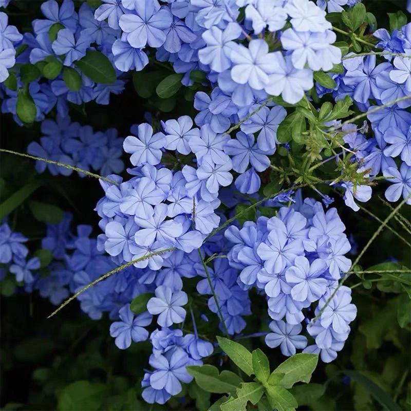 蓝雪花带花苞带盆土