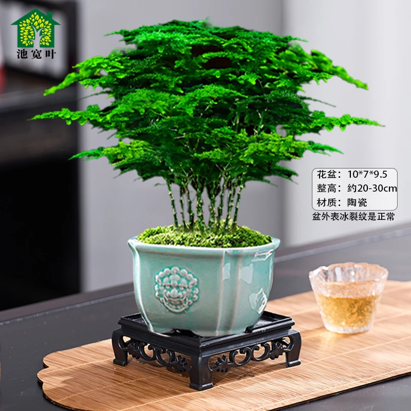 文竹盆栽植物室内花卉盆景客厅办公室桌面禅意小绿植好养易活云竹