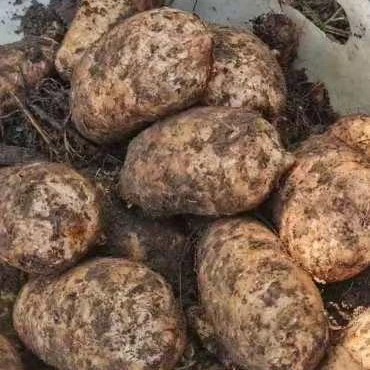 正宗云南昭通小草坝天麻