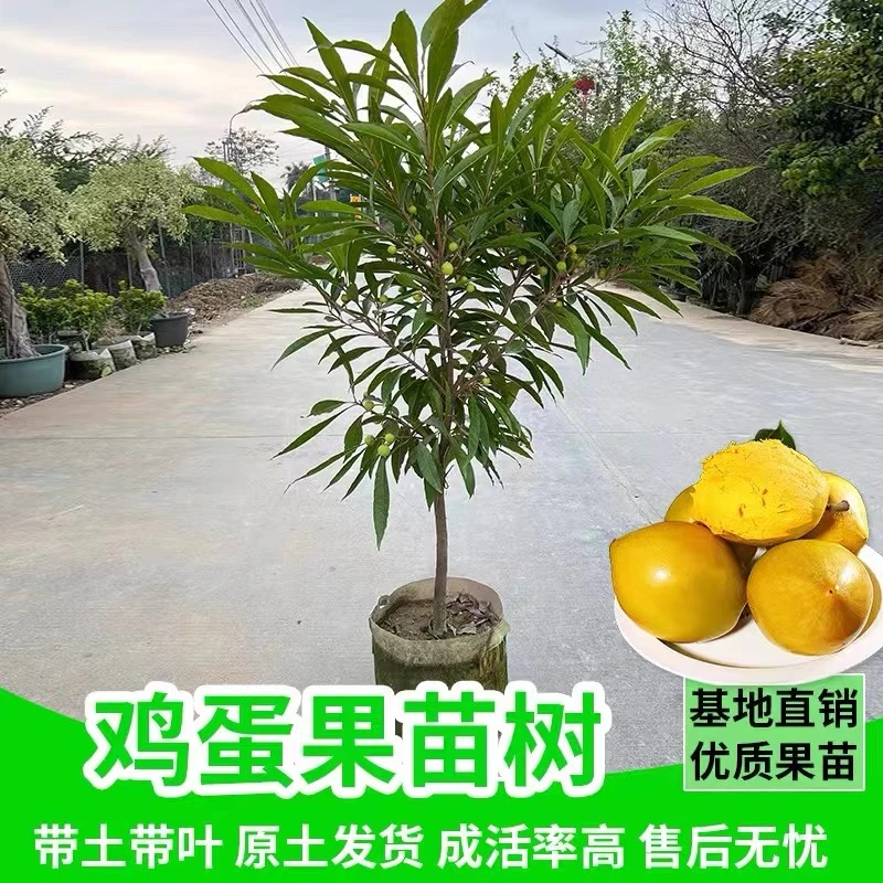 正宗广西鸡蛋果树苗蛋黄果苗精品优质带花带果原土盆栽地栽包活