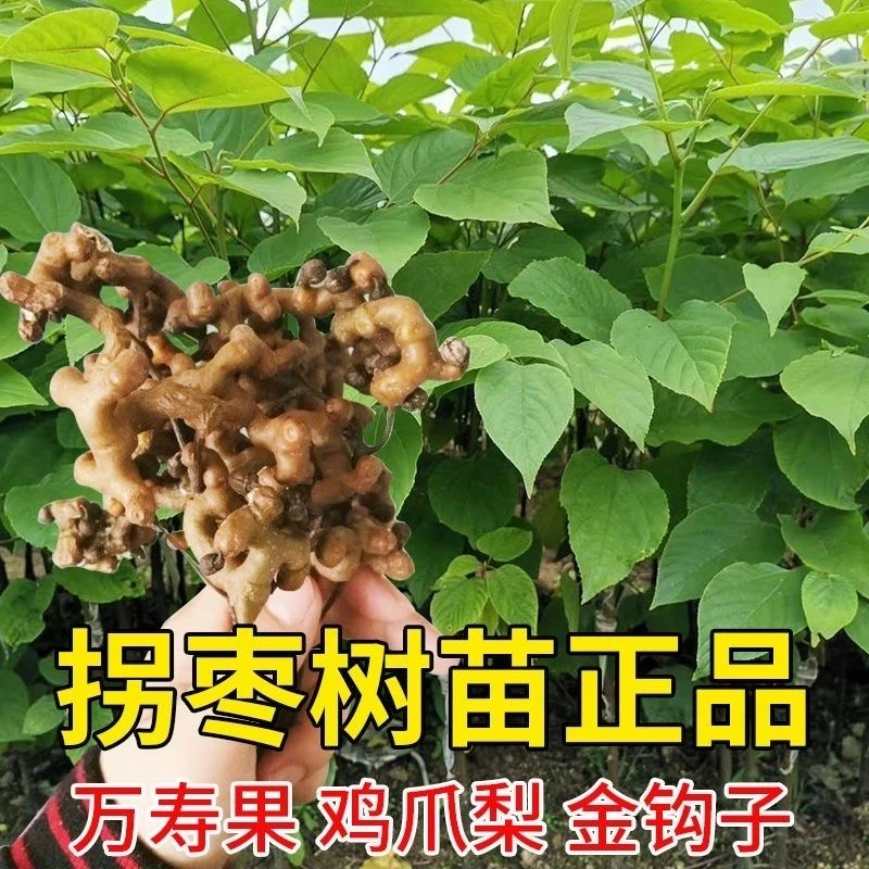 拐枣树苗鸡爪梨万寿果苗树苗枳椇拐枣庭院绿植野果甜拐枣泡酒泡茶