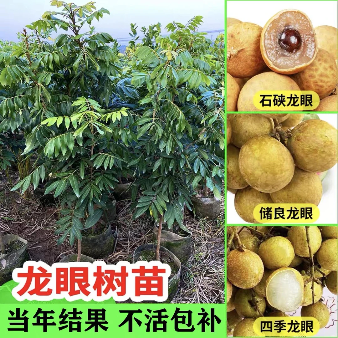 正宗原盆四季龙眼树苗嫁接石峡龙眼红皮龙眼树苗桂圆苗当年结果