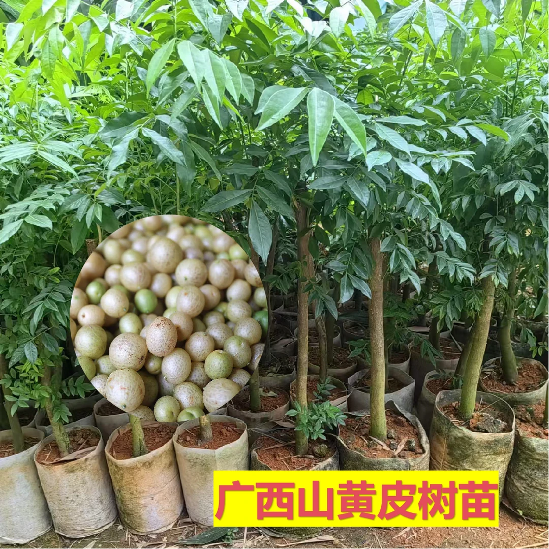 山黄皮鸡皮黄皮果果树苗正宗岭南佳果盆栽地栽四季种植山黄皮苗