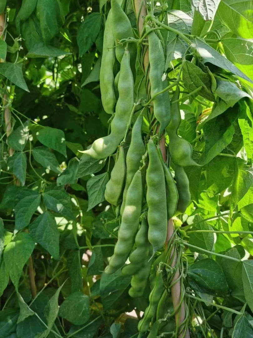 盛丰5号东北大油豆种子荷兰豆辣椒100克