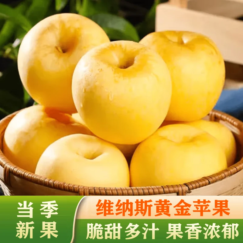 山东黄金维纳斯苹果当季新鲜水果脆甜爽口果香浓郁 4.5斤/箱
