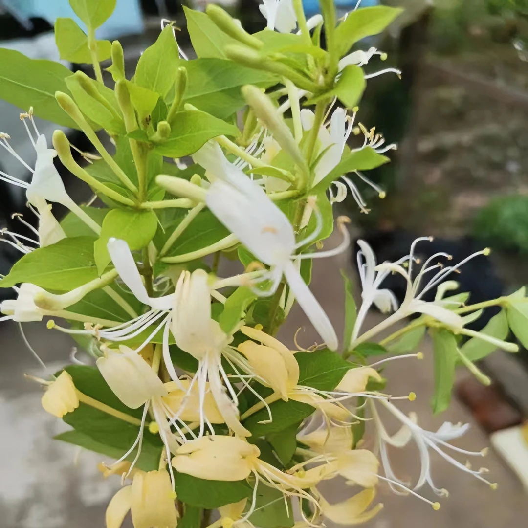 金银花盆景老桩花卉盆栽地栽耐寒耐冻花开四季可闻花香可泡水喝