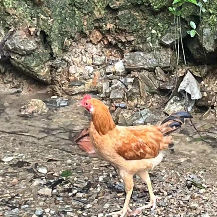 散养全粮食喂养高山农家童子鸡公鸡仔现杀新鲜冷冻 包冰率10%以内