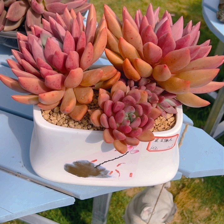 ༺****?桃花源一物一拍