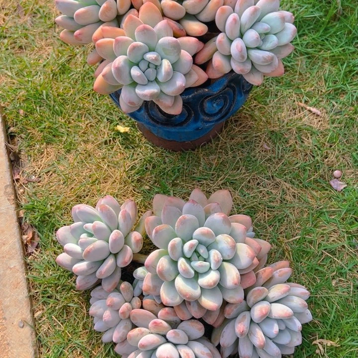 简*香水一物一拍