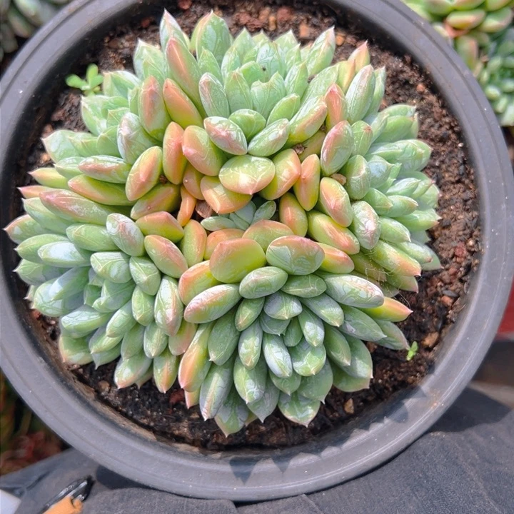 暴****子百搭翡翠一物一拍