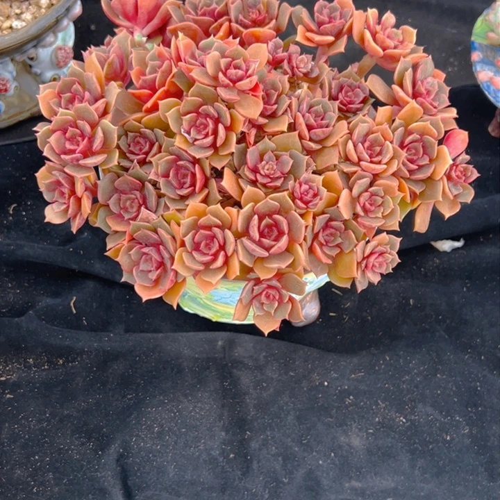 梦*…大红袍98快递