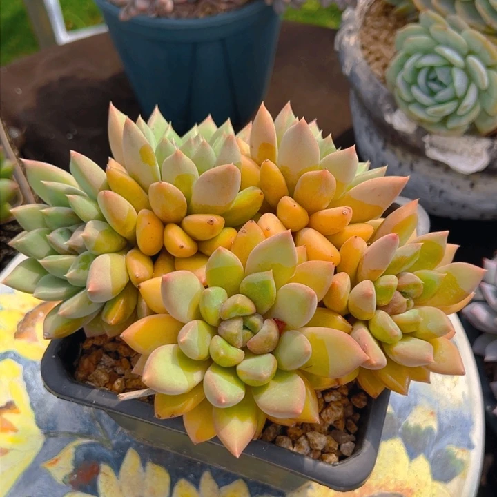 黄金象牙 芊妙专拍