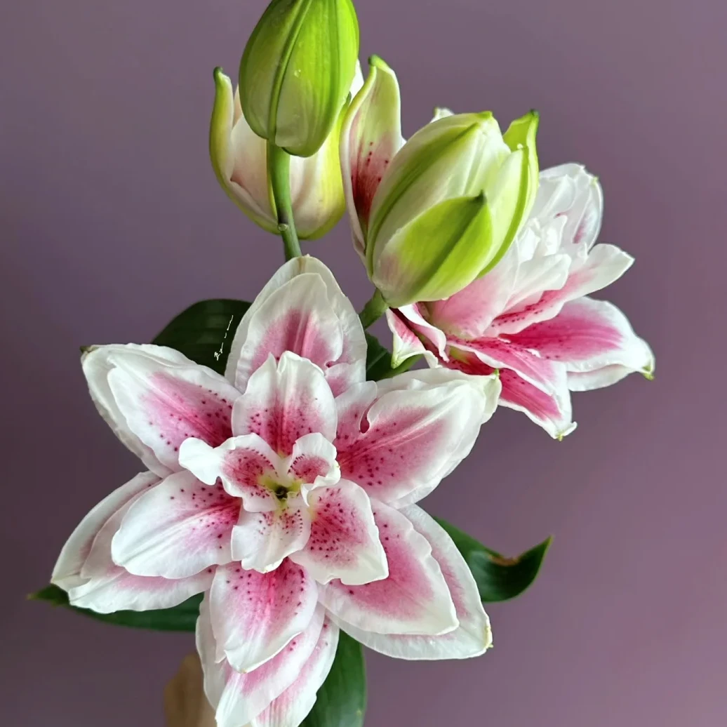 【福利爆款】 火星之恋百合 重瓣百合 店铺现货包邮 鲜花鲜切花