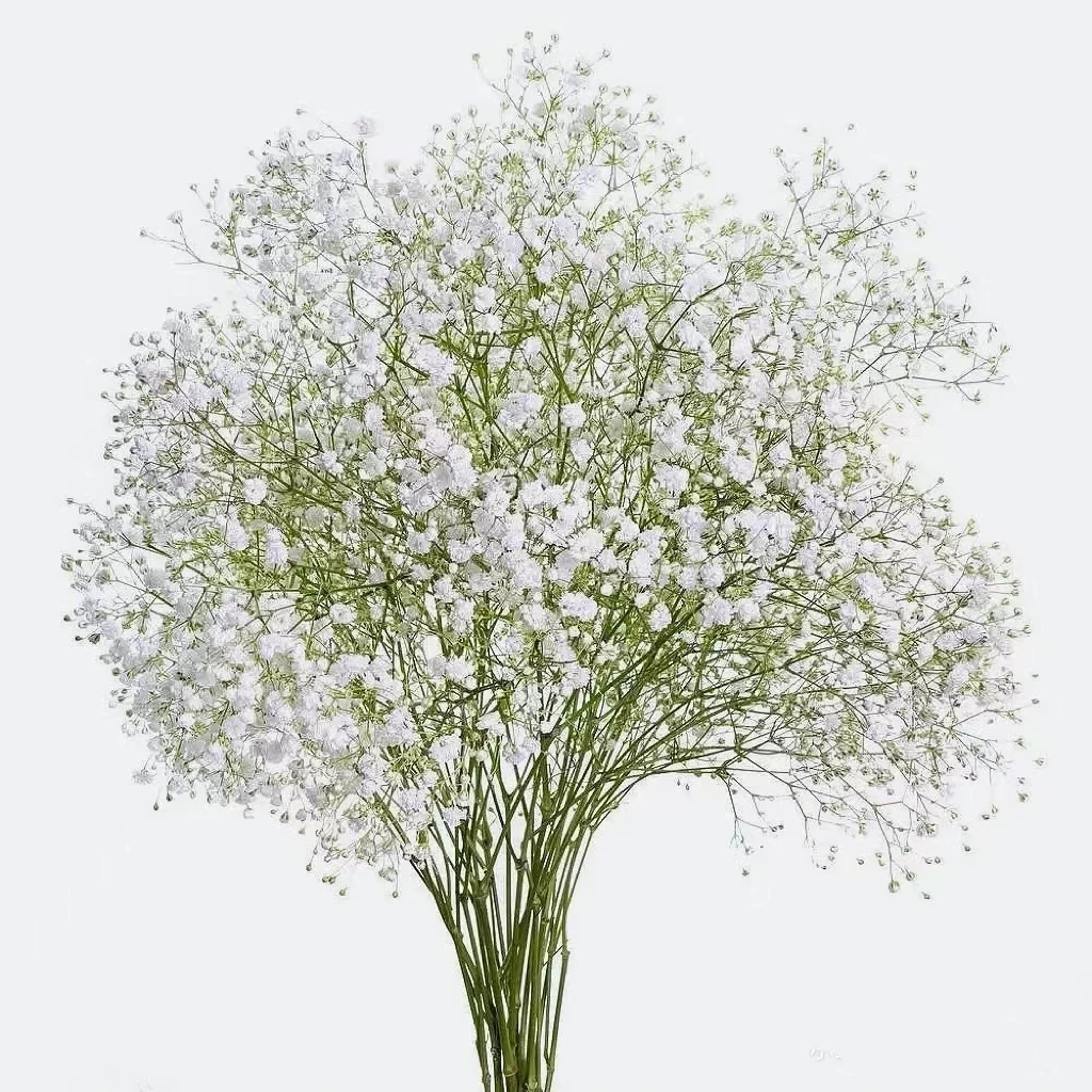 【福利爆款】 满天星 吸色星 干花 店铺现货包邮 鲜花鲜切花