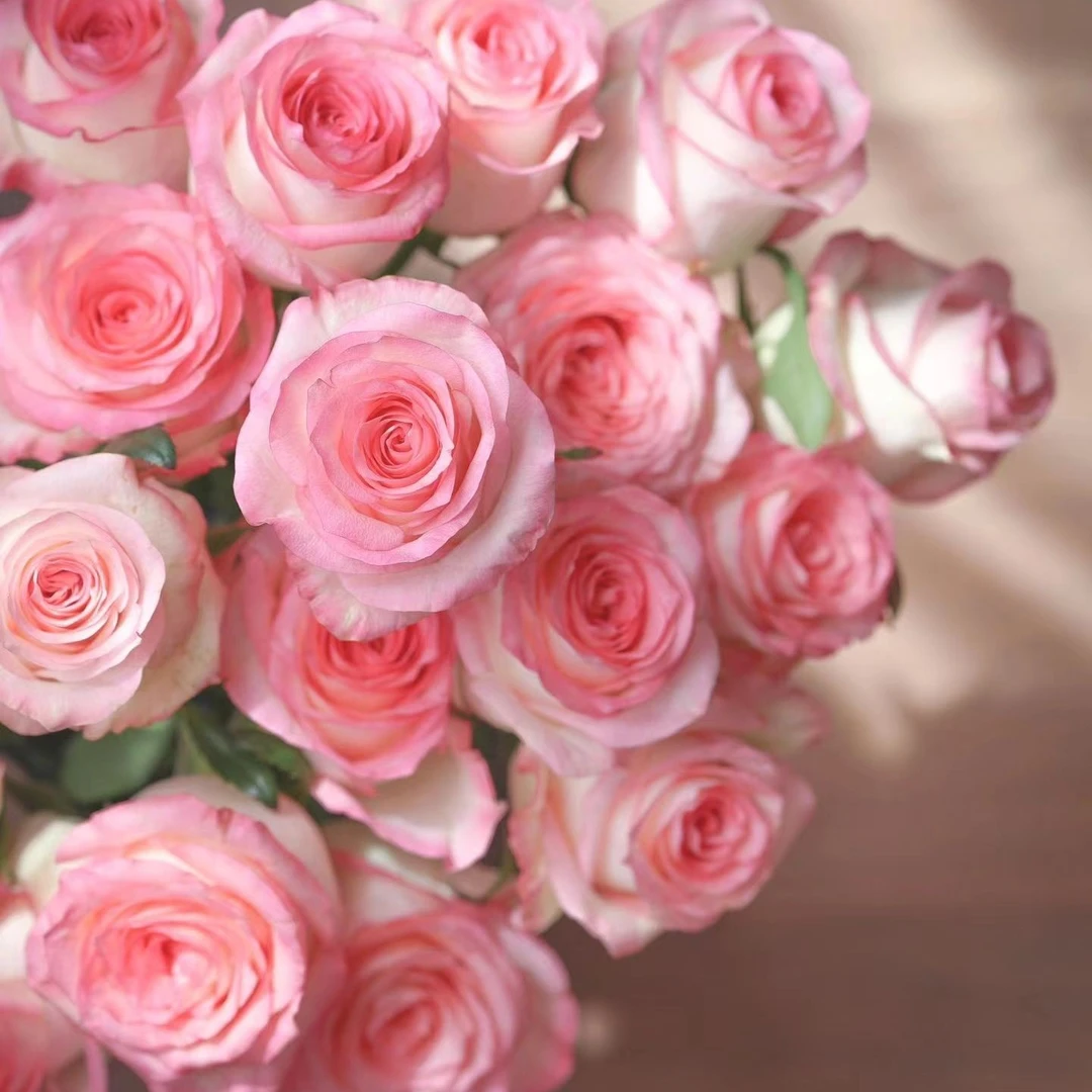 【福利爆款】艾莎玫瑰 单头玫瑰 店铺现货包邮 鲜花鲜切花