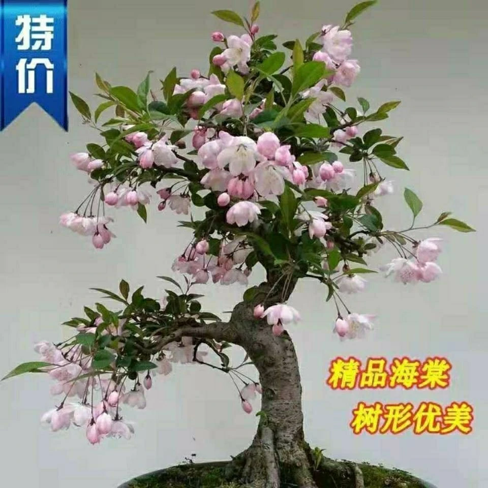【20年老桩】海棠花盆栽盆景四季开花耐寒花卉大全养不死耐寒植物
