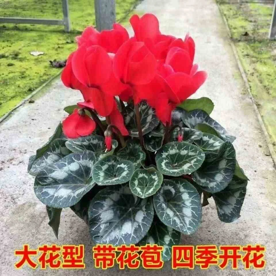 仙客来花卉盆栽 仙客来大苗带花年宵花卉仙客来花苗 四季开花