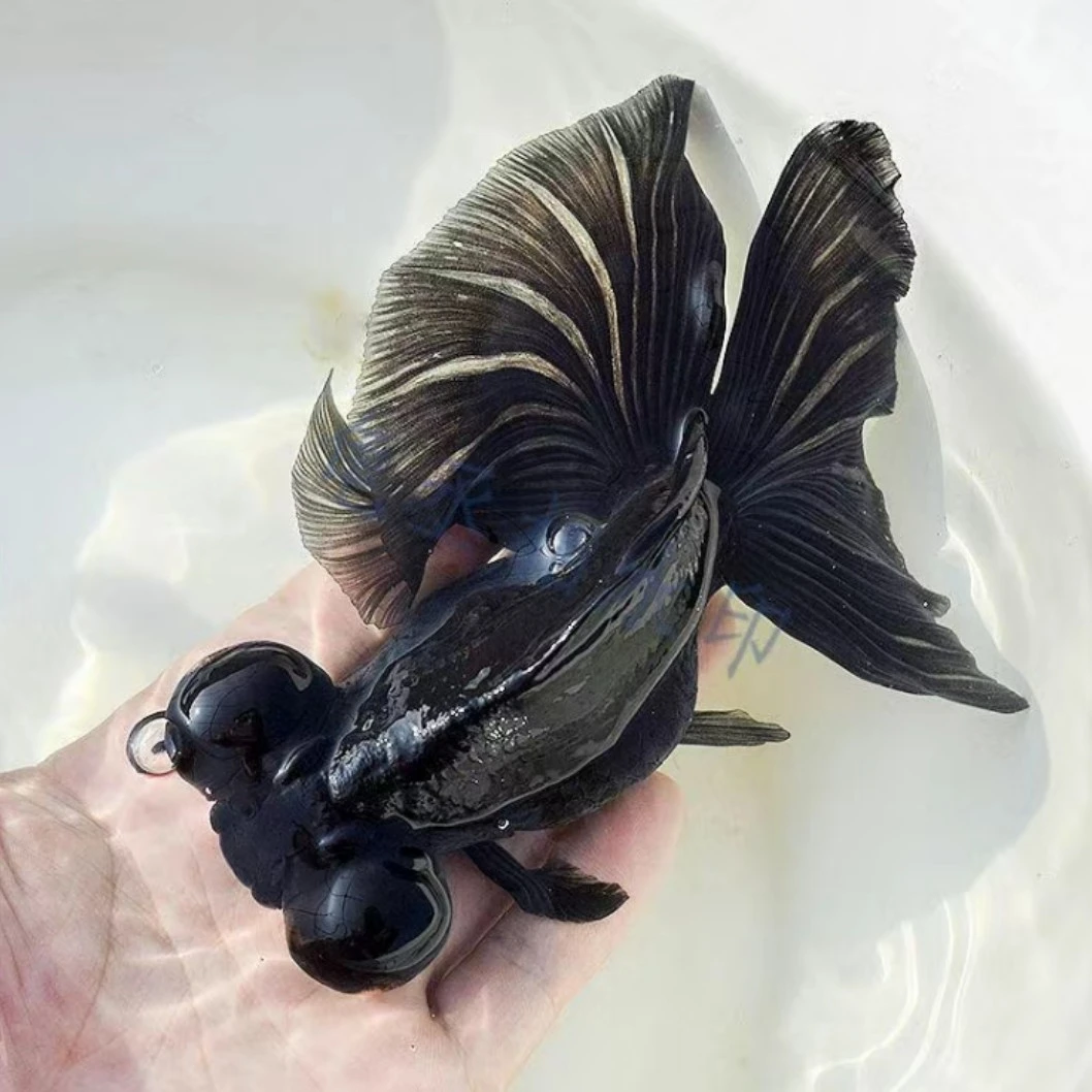 渔场直发观赏鱼 龙睛国狮顶红元宝泰狮 包邮包活 到货录开箱视频