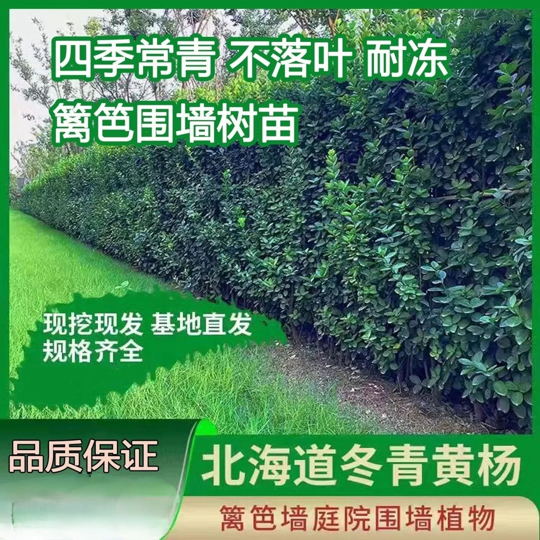 北海道黄杨冬青苗耐热篱笆苗庭院万年青四季长青绿色大苗盆栽盆景