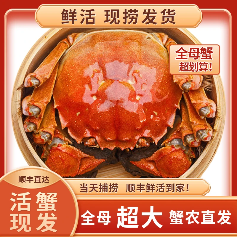 【活蟹现发】Y大闸蟹(3.0两-2.7两)8只+送2只到手10只全母螃蟹顺丰