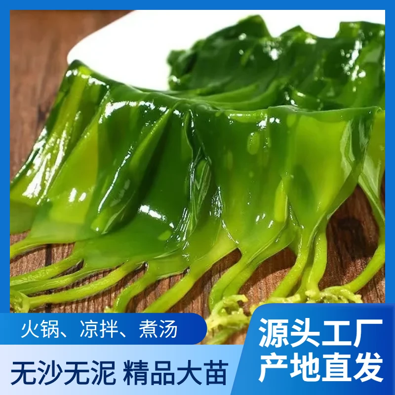 霞浦盐渍海带嫩苗头茬新鲜小海带芽海藻凉拌火锅非干货火锅菜食材
