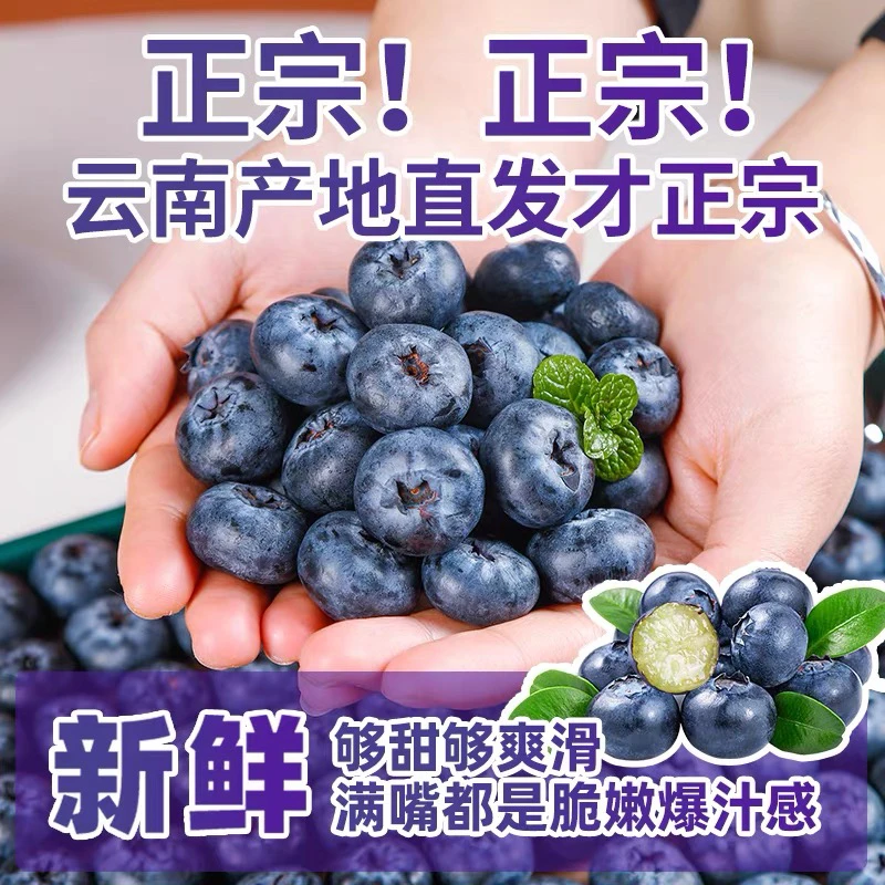 云南澄江L25花香蓝莓特大果现摘新鲜水果孕妇妈妈甜莓顺丰空运