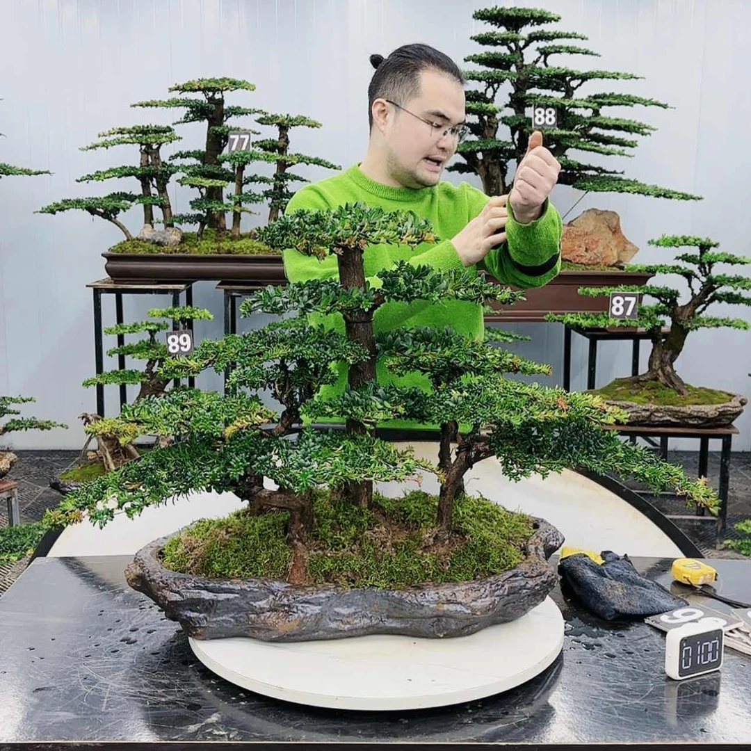 【闪购商品】高端盆景
