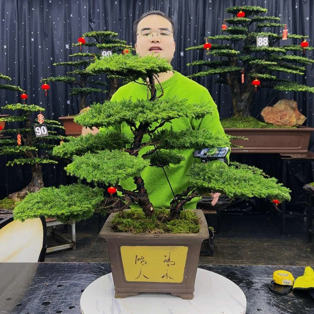 【闪购商品】高端盆景