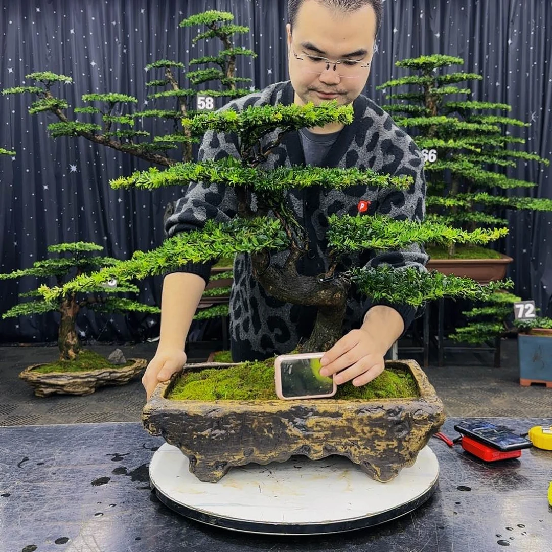 松树柏树造型盆景