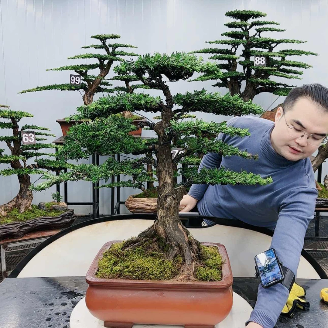 【闪购商品】高端盆景