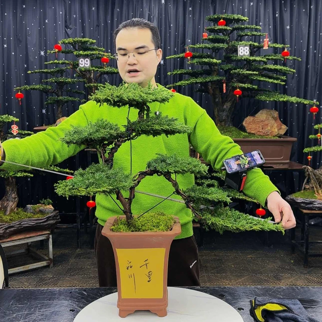 【闪购商品】高端盆景