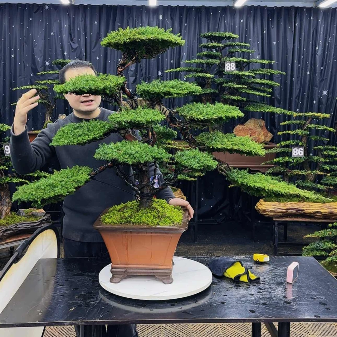 【闪购商品】高端盆景