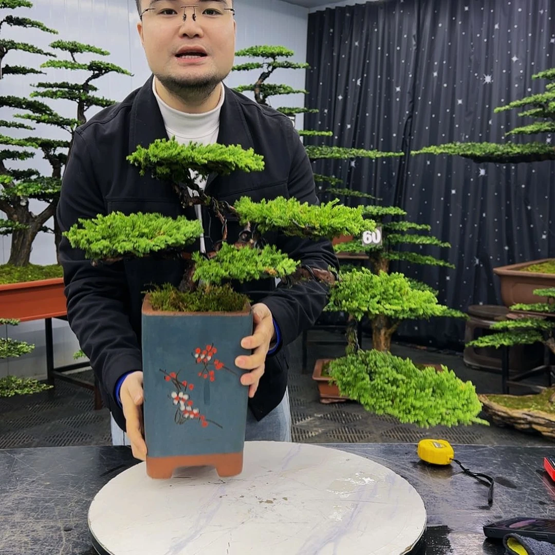 松树柏树造型盆景