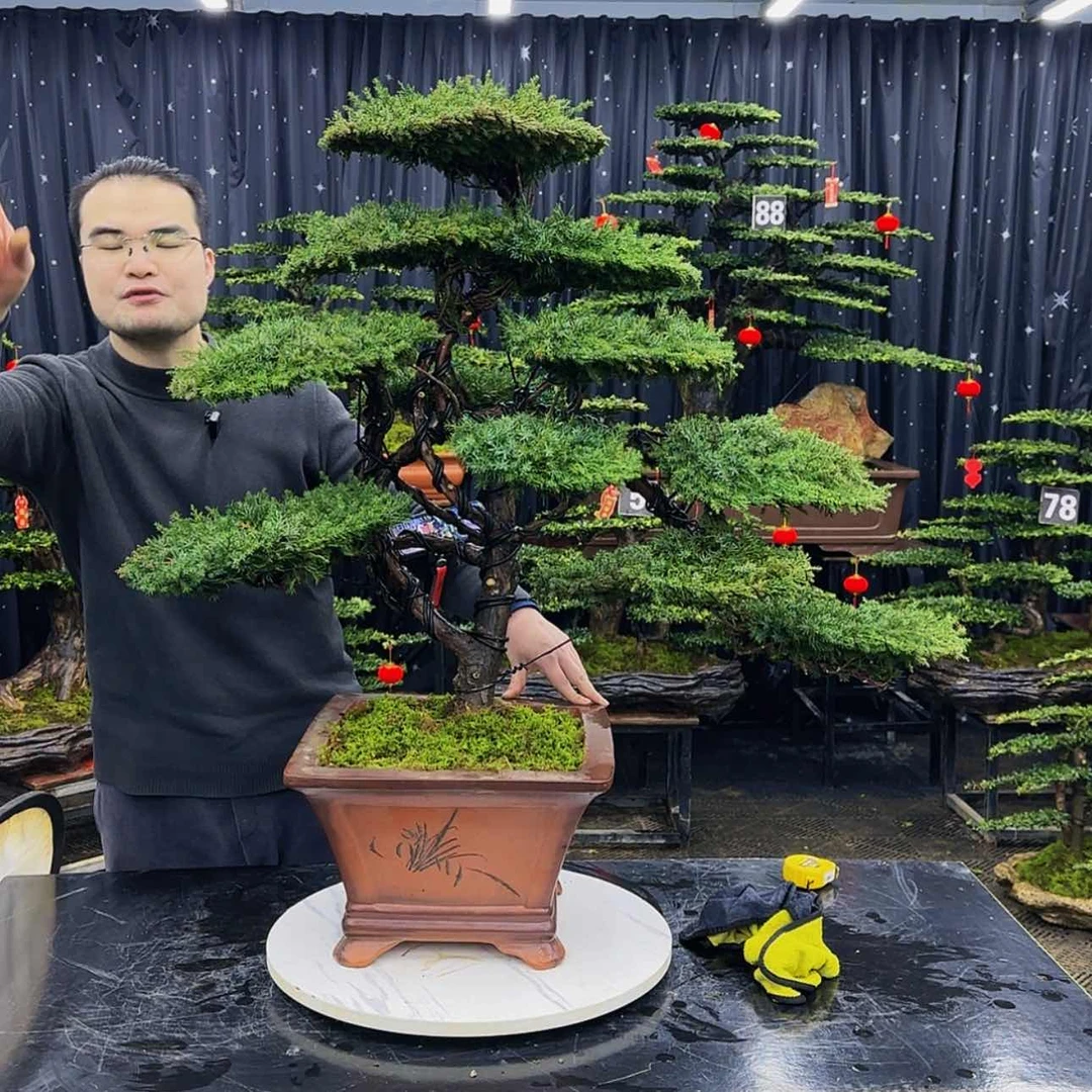 【闪购商品】高端盆景
