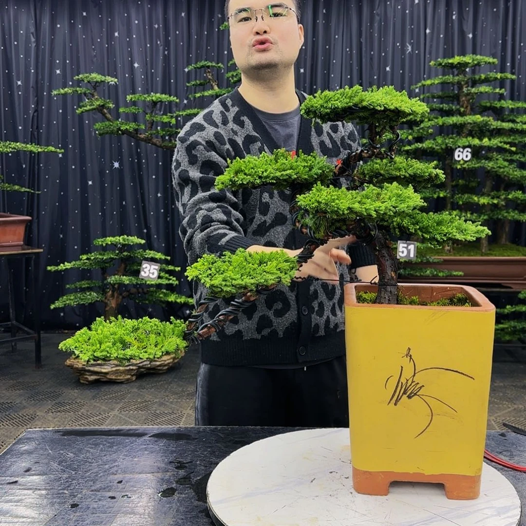 松树柏树造型盆景