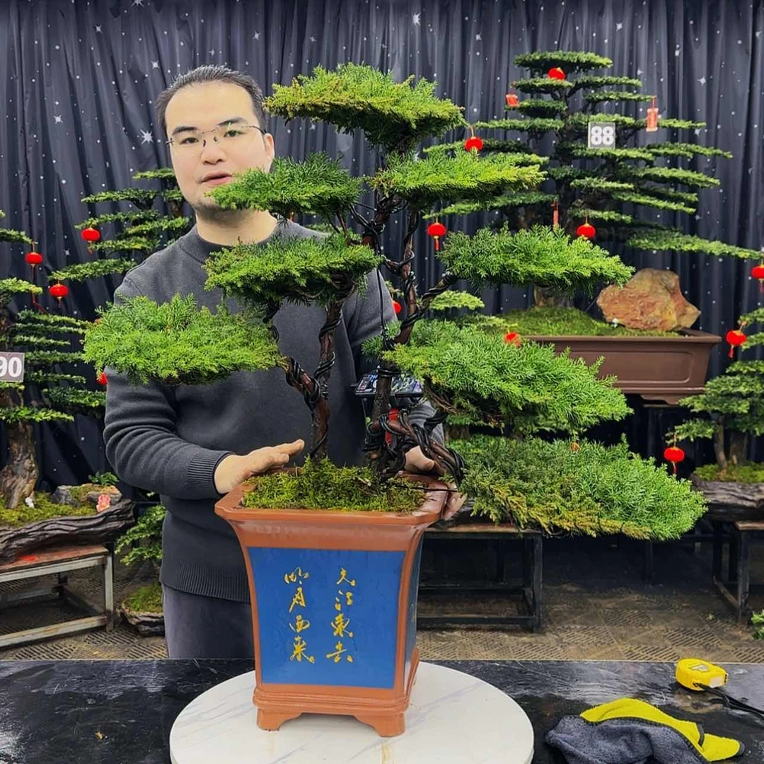 【闪购商品】高端盆景