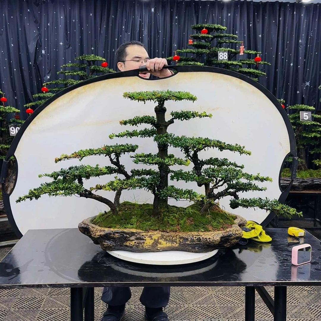 【闪购商品】高端盆景