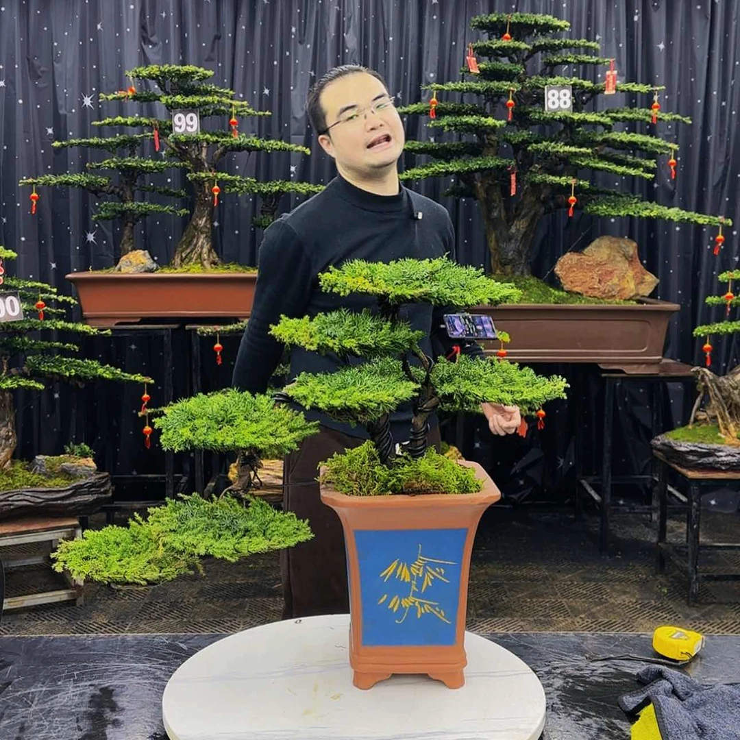 【闪购商品】高端盆景